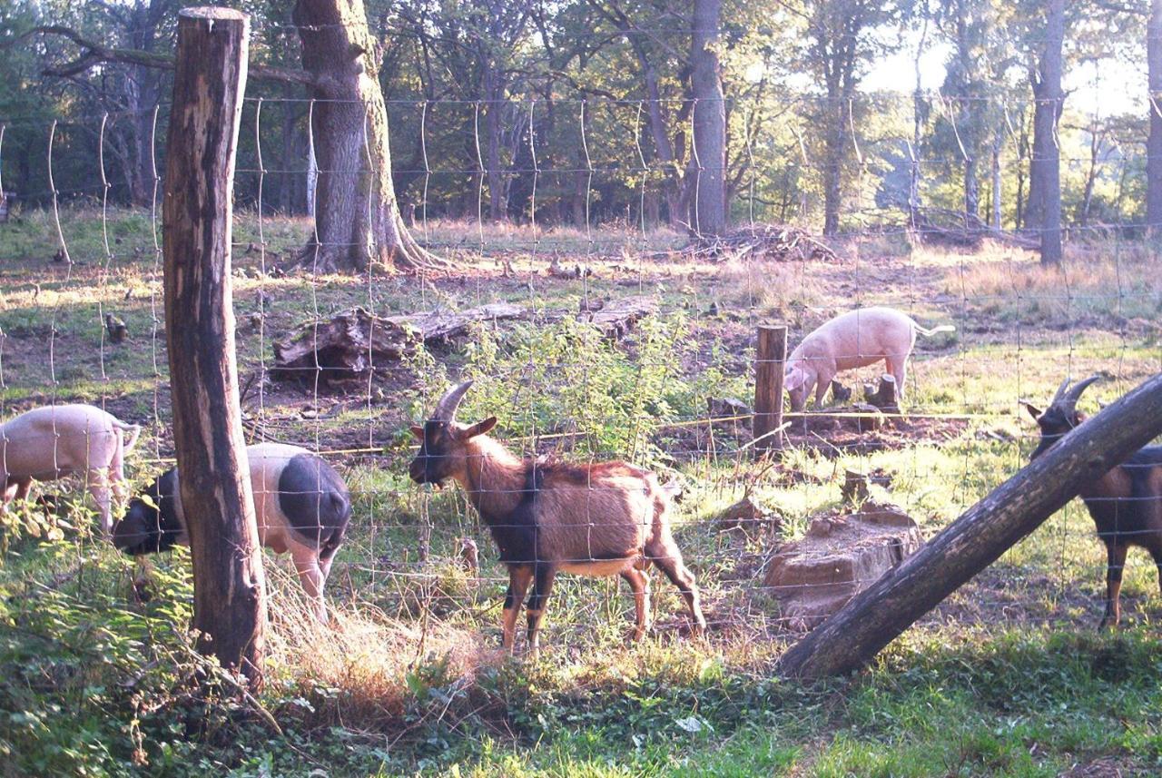 Ferienwohnungen Stricker Harz Walkenried Exteriör bild
